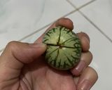 Foto langkah ke 1 dari resep Sambel terong rebus.