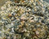 Foto del paso 2 de la receta: Torrejitas de acelga