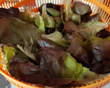Foto del paso 1 de la receta: Lechuga roble negro con chuletas de Sajonia