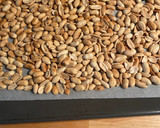 Foto del paso 3 de la receta: Mantequilla de cacahuete casera !
