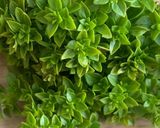 Une image de l'étape 6 de 🥑Guacamole 🫛petit pois ail des ours 🫒oseilles 🌶️.