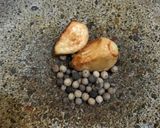 Foto langkah ke 4 dari resep Mushroom Ball Soup.