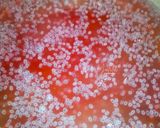 Foto langkah ke 6 dari resep Puding Kelapa KW Biji Selasih.
