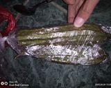 Foto langkah ke 1 dari resep Sayur oyong sederhana 2bahan-2bumbu.