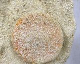 Foto del paso 3 de la receta: Milanesas de calabaza con ensalada (simple)