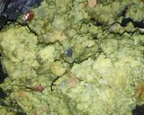 લહસૂની પાલક ખીચડી (Lahsuni Palak Khichadi Recipe In Gujarati) રેસીપી સ્ટેપ3ફોટો