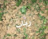 صورة لخطوة 2 من وصفة مكرونه بالقشطة والجبن