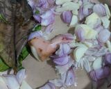 Foto langkah ke 2 dari resep Tumis Cumi Cabai Ijo.