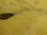 Laksa