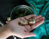 A picture of step 2 of Giloy juice (Immunity boosting juice).