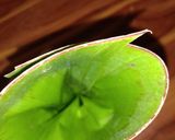 A picture of step 4 of Banana leaf idli /moode /kadabu.