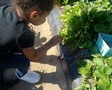 A picture of step 2 of From the fields.