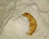 Foto del paso 3 de la receta: Pollo frito