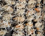 A picture of step 4 of Baked Garlic Mussels with Cheese.