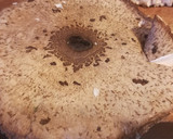Foto del paso 1 de la receta: Cachopo de lepiota