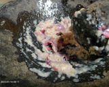 Foto langkah ke 2 dari resep Sop Ayam dan Baso (1206).