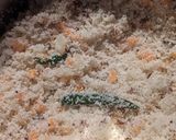 A picture of step 1 of Carrot Upma.