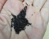 Foto del paso 5 de la receta: Miel de jengibre (fermento) 🍯Infusión vías respiratorias 🤧😷🤒la farmacia en tu cocina 🍋☕🫚🐝