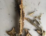 Foto del paso 4 de la receta: Capellán (abadejo) en conserva de aceite