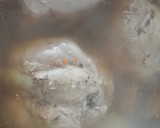 Foto del paso 2 de la receta: Codillos de cerdo