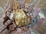 Mochi Kelapa