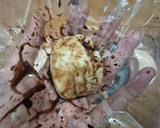 Foto langkah ke 4 dari resep Mochi Kelapa.