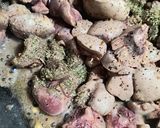 Foto del paso 2 de la receta: Riñones al vino blanco