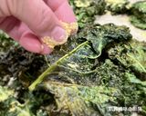 A picture of step 7 of Crispy Kale Chips.