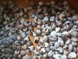 Caracoles Andaluces