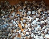 Foto del paso 3 de la receta: Caracoles Andaluces