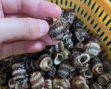 Gambar langkah 1 resipi Siput Sedut Masak Lemak.