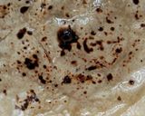રોટી (Roti Recipe In Gujarati) રેસીપી સ્ટેપ5ફોટો