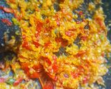Foto langkah ke 2 dari resep Rica rica ayam pedas praktis.