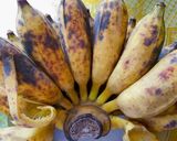 Hình bước làm 1 của món Bánh chuối chiên từ bột chiên chuối siêu tiện lợi