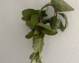 Foto del paso 3 de la receta: Frejol verde (fresco) a mi estilo