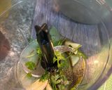 Foto del paso 2 de la receta Lomos de merluza en Air Fryer