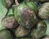 Gambar langkah 1 resipi Jus Buah Amra/Kedondong Asam Boi.