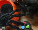 Une image de l'étape 6 de 👻OREO 🎃🕷️araignées 🕷️ d Halloween 🍭🎭.