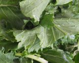 Foto del passaggio 1 della ricetta Orecchiette "ricamate" con cime di rapa e salsiccia