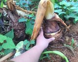Hình bước làm 1 của món Canh khoai môn hầm xương