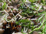 Kerang Tumis Taugeh Kucai