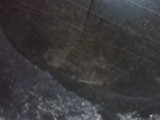 Tawa fry fish
