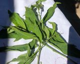 Foto del paso 1 de la receta: Caldo de quelite largo (Nit yet añaá)