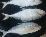 عکس مرحله 3 از دستور ماهی برشته