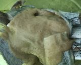 Foto langkah ke 2 dari resep Ikan Layur goreng tepung.