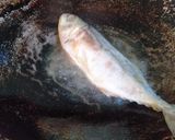 Foto langkah ke 2 dari resep Peda Telur Lombok Ijo.