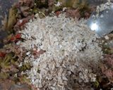 Foto del paso 2 de la receta: Bocaditos de Atún y Brócoli! 🥦