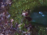 Sambal hijau baby cumi