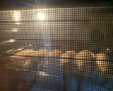 A picture of step 5 of Hotdog Rolls.