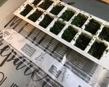 Une image de l'étape 10 de Herbes fraîches au naturel (menthe, coriandre, persil frisé).